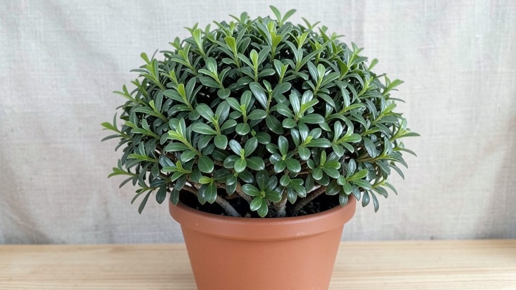 Boxwood Indoor Plant: Lush Year-Round Greenery With Minimal Care